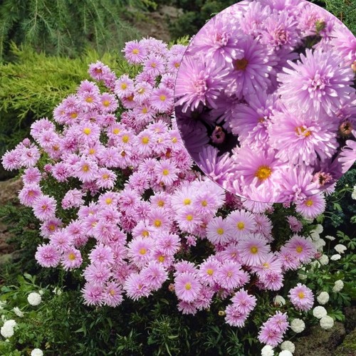 Aster nova-belgii 'Fellowship' - Õiekas aster 'Fellowship' P9/0,55L  